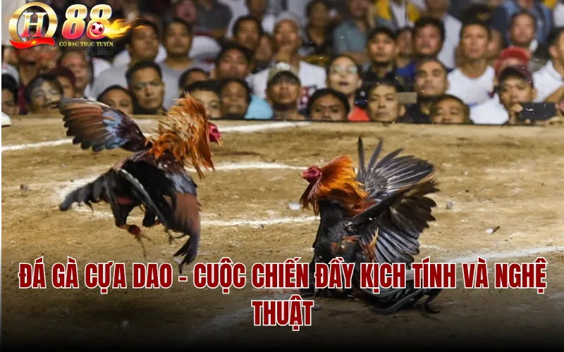 Đá Gà Cựa Dao - Cuộc Chiến Đầy Kịch Tính và Nghệ Thuật