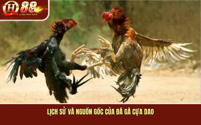 Lịch sử và Nguồn Gốc của Đá Gà Cựa Dao