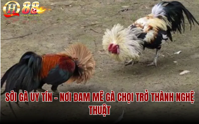 Sới Gà Uy Tín - Nơi Đam Mê Gà Chọi Trở Thành Nghệ Thuật