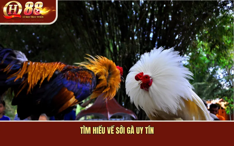 Tìm hiểu về Sới Gà Uy Tín